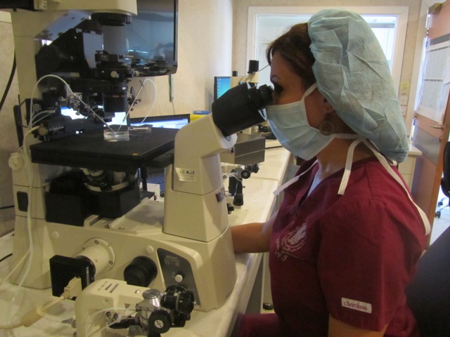 Performing Intra- Cytoplasmic Sperm Injection Procedure (ICSI)